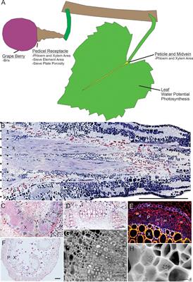 Phloem anatomy predicts berry sugar accumulation across 13 wine-grape cultivars